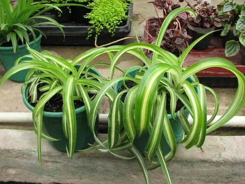 Chlorophytum comosum 'Bonnie'