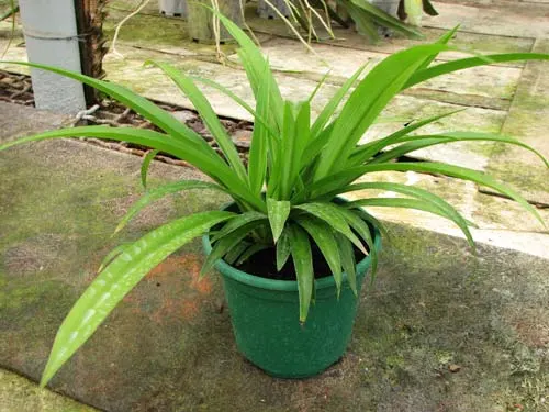 Chlorophytum borivilianum