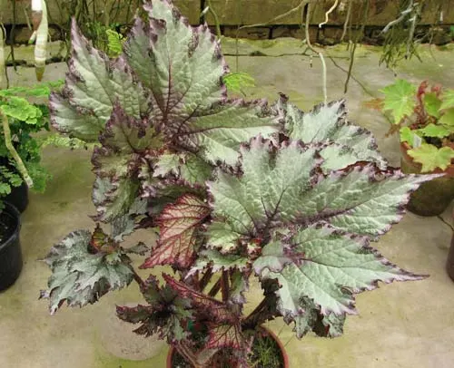 Begonia 'Purple Snow'