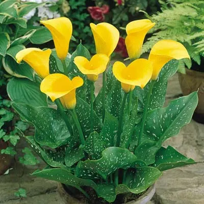 Zantedeschia elliottiana