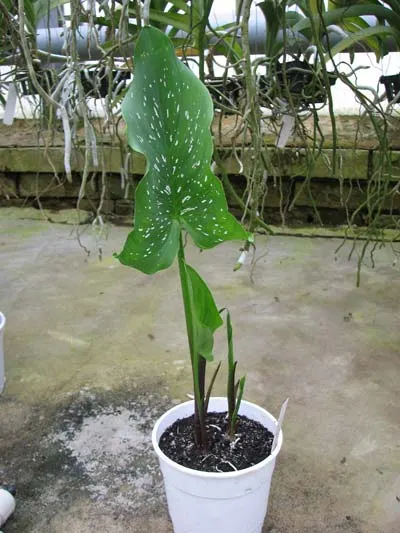 Zantedeschia elliottiana