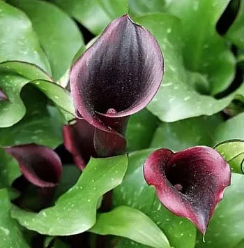 Zantedeschia 'Black Star'