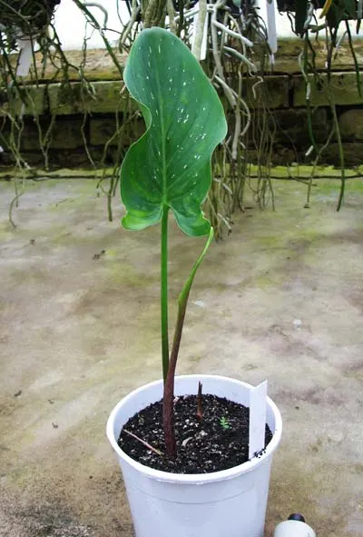 Zantedeschia 'Black Star'