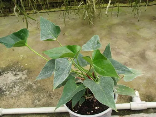 Anthurium andreanum 'Nano White'