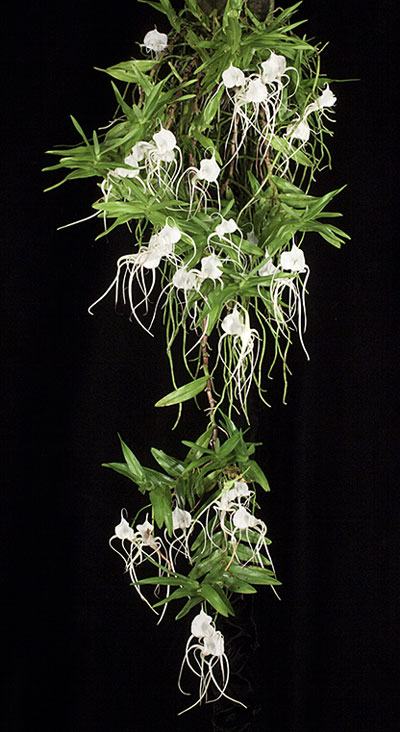 Angraecum germinyanum