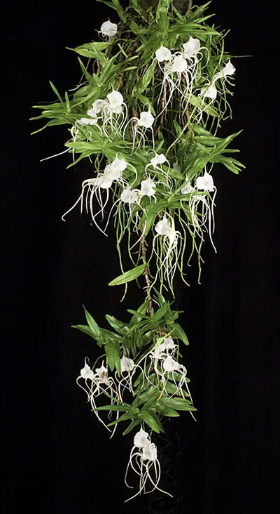 Angraecum germinyanum