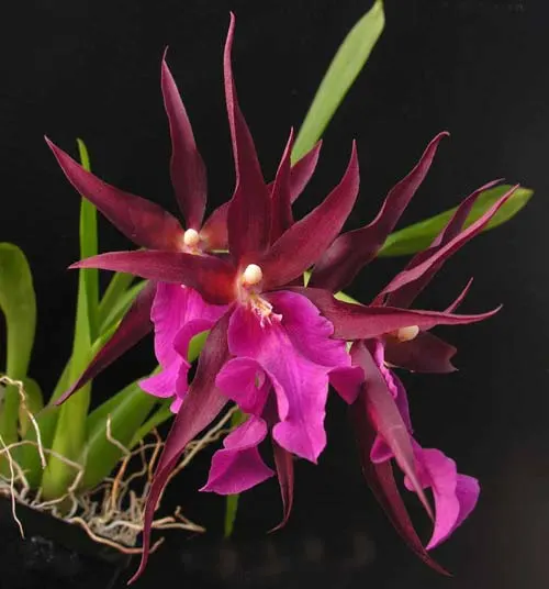 Miltassia Royal Robe 'Diplomat'