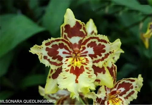 Wilsonara Quedlingburg