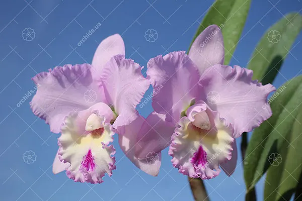Brassocattleya Chief Pink 'Diana'