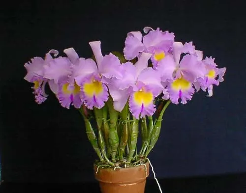 Brassolaeliocattleya Pamela Hetherington