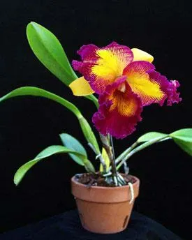 Brassolaeliocattleya Taiwan Queen 'Golden Monkey'