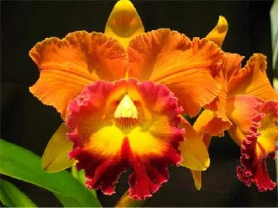 Brassolaeliocattleya Taiwan Ruby 'Magic'