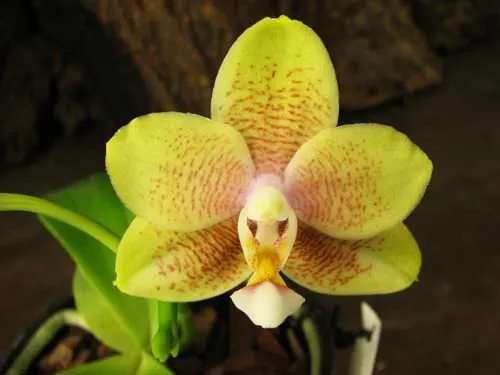 Doritaenopsis Sogo Sweet 'Sogo' x Phalaenopsis Joy Spring Canary 'Japan Peach'