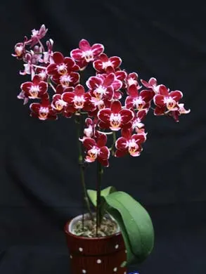 Phalaenopsis Everspring Prince 'Butterfly'