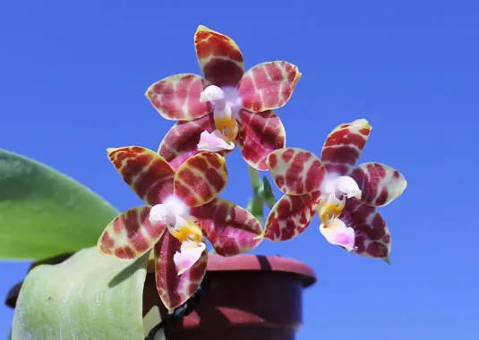 Phalaenopsis amboinensis x Phalaenopsis Penang Girl