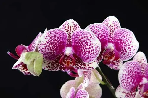 Doritaenopsis I-Hsin Sun Beauty
