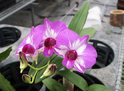 Dendrobium Phok Bong x Little Princess