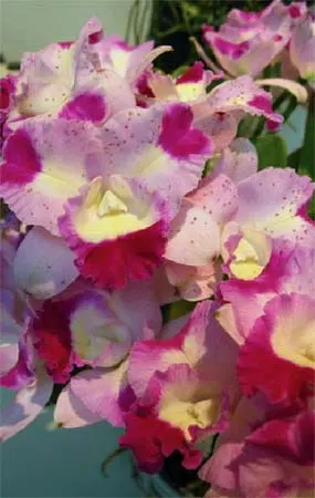 Brassolaeliocattleya Shinfong Little Cat 'Havest'