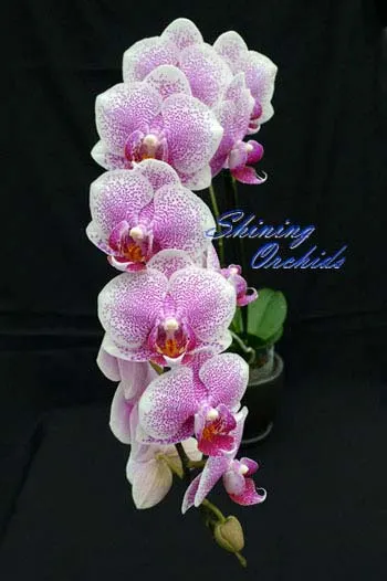 Doritaenopsis Shining Leopard