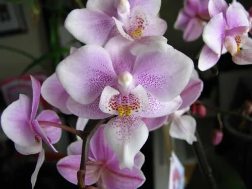 Phalaenopsis Jiaho's Pink Girl