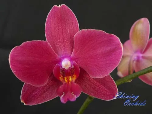 (Phalaenopsis Golden Sun x Phalaenopsis Brother Danseuse) x Doritis Chian Huey Rose