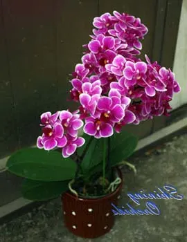 Doritaenopsis Euro Star