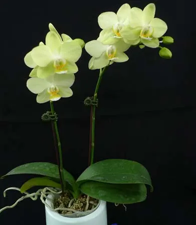Phalaenopsis Green Pixie