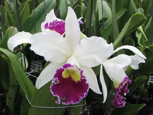 Laeliocattleya Persepolis x Laeliocattleya Chian-Tzy Lass