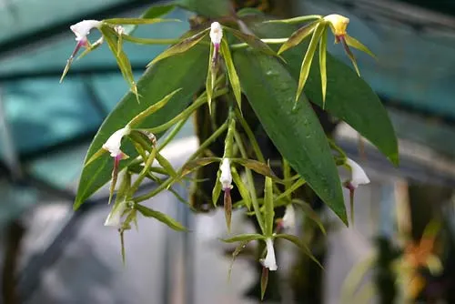 Coilostylis lacertina