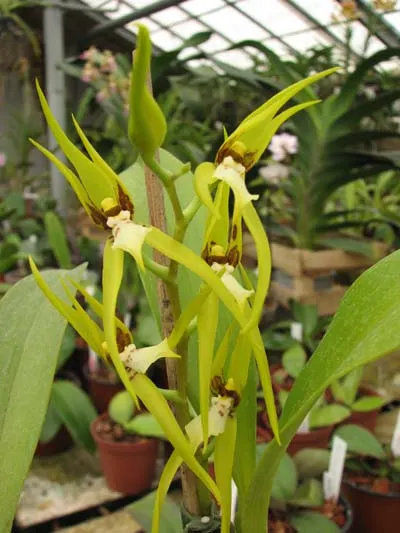 Brassia sp.