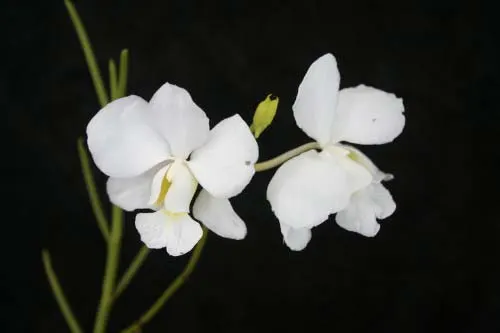 Vanda Popo 'Chao Phaya'