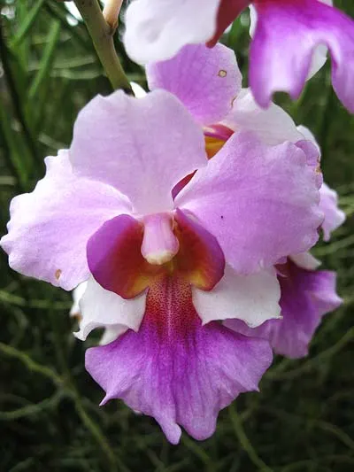 Vanda Miss Joaquim (Vanda hookeriana x Vanda teres)