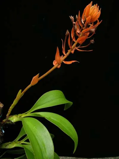 Eria ornata