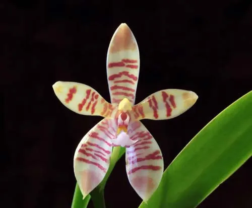 Phalaenopsis tetraspis x cornu-cervi