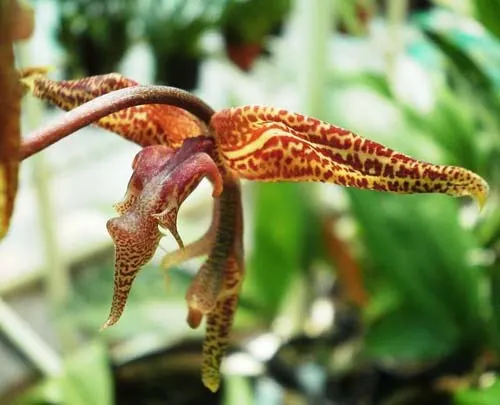 Gongora histrionica