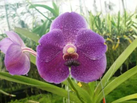 Vanda Nancy Brown 'J-yai'