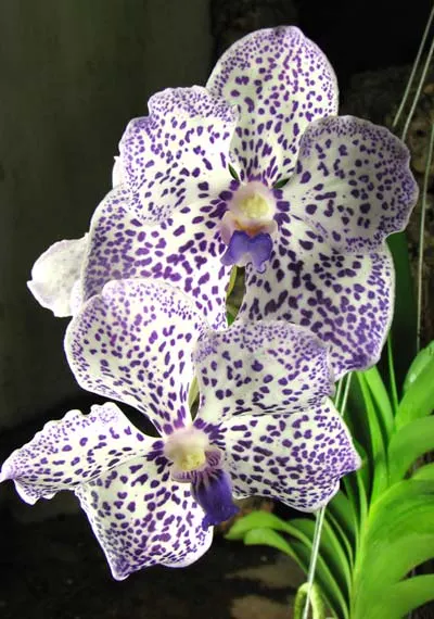 Vanda Yano Blue 'Boonserm'
