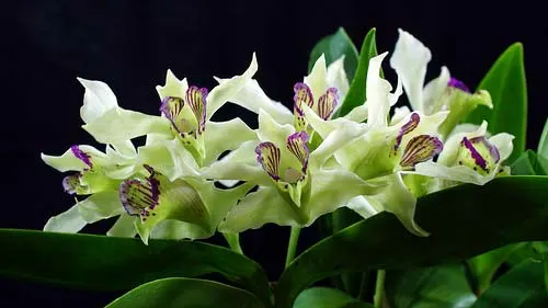 Dendrobium rhodostictum