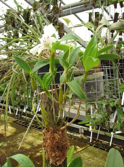 Dendrobium rhodostictum