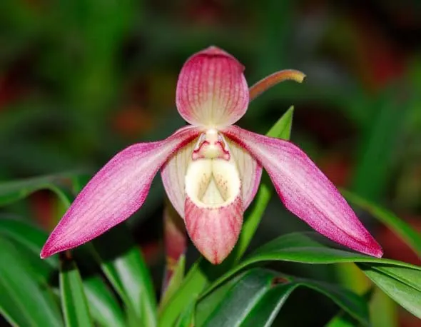 Phragmipedium Petit Anquette (pearcei x dalessandroi)