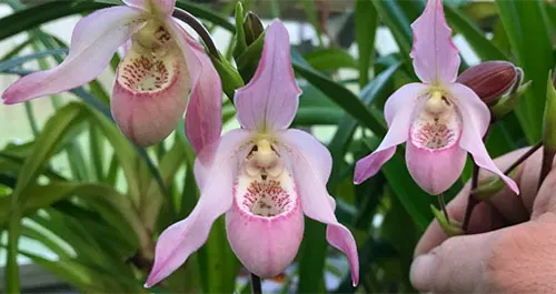 Phragmipedium Carol Kanzer (Phragmipedium pearcei x schlimii)