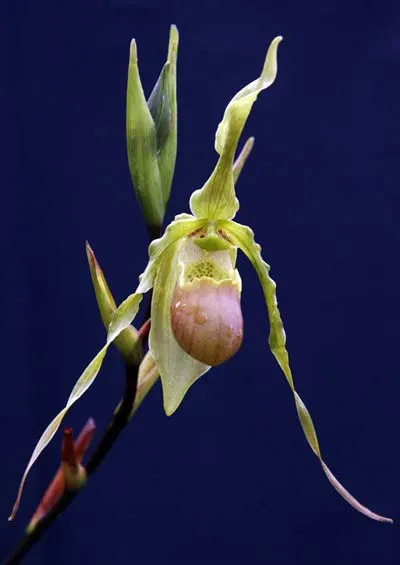 Phragmipedium hirtzii