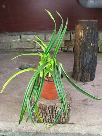 Phragmipedium hirtzii
