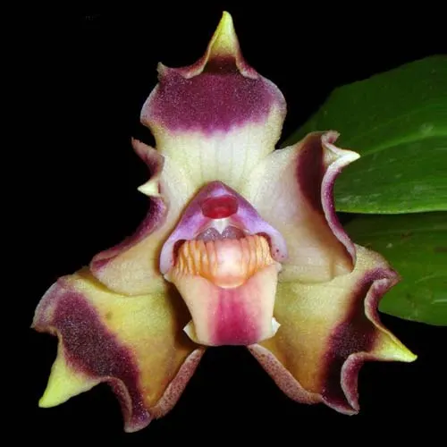 Bollea lawrenciana