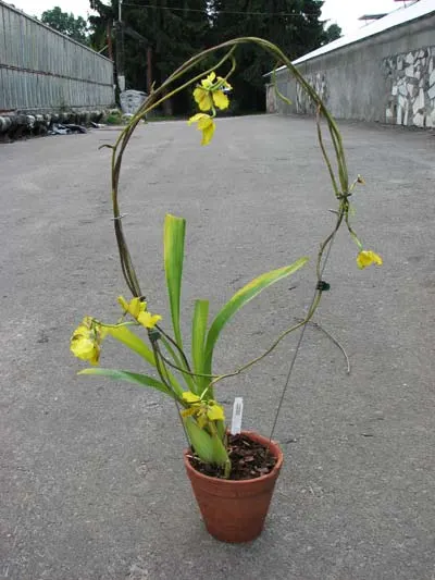 Cyrtochilum macranthum