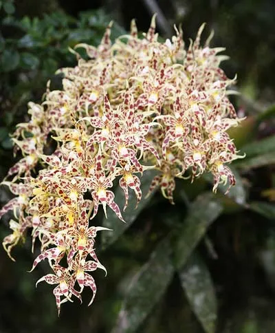 Odontoglossum gloriosum