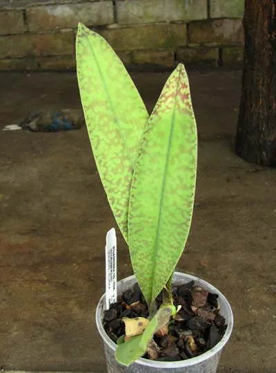 Oncidium sanderae