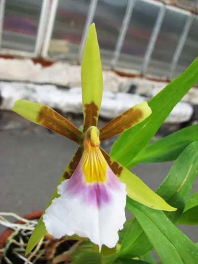Aspasia silvana