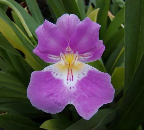 Miltoniopsis bismarkii var josefina