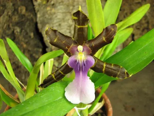 Miltonia clowesii